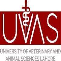 Veterinary Medicine UVAS Lahore